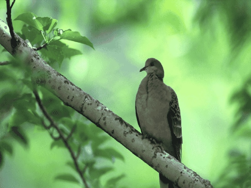 试管婴儿更长寿,试管流程建档后